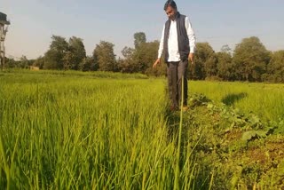 Vikasnagar onion plants