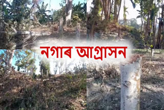 Assam Nagaland border conflict