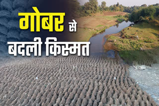 JABALPUR WOMAN MAKE COW DUNG CAKES