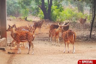 pregnant deer in Ballavpur Wildlife Sanctuary