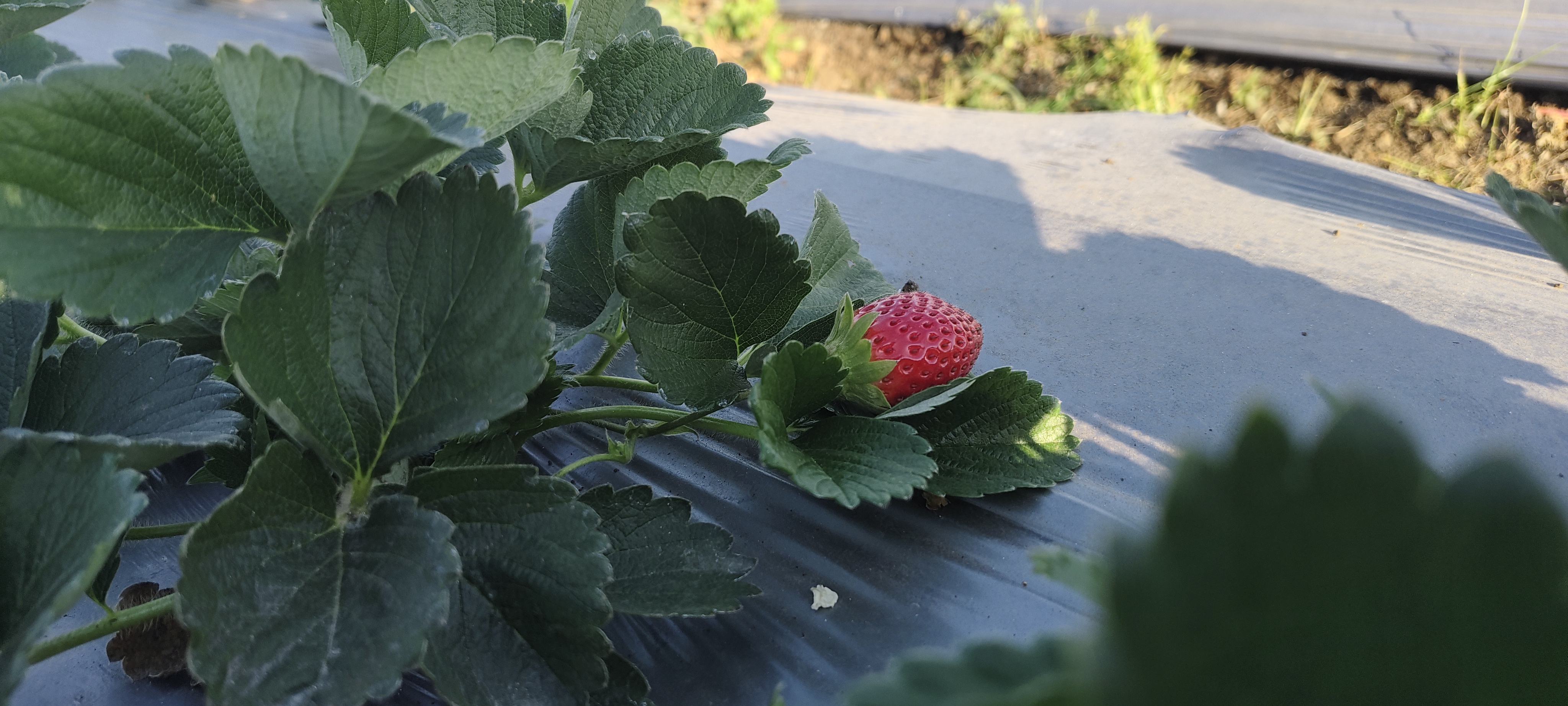 Chhindwara Strawberry Cultivation