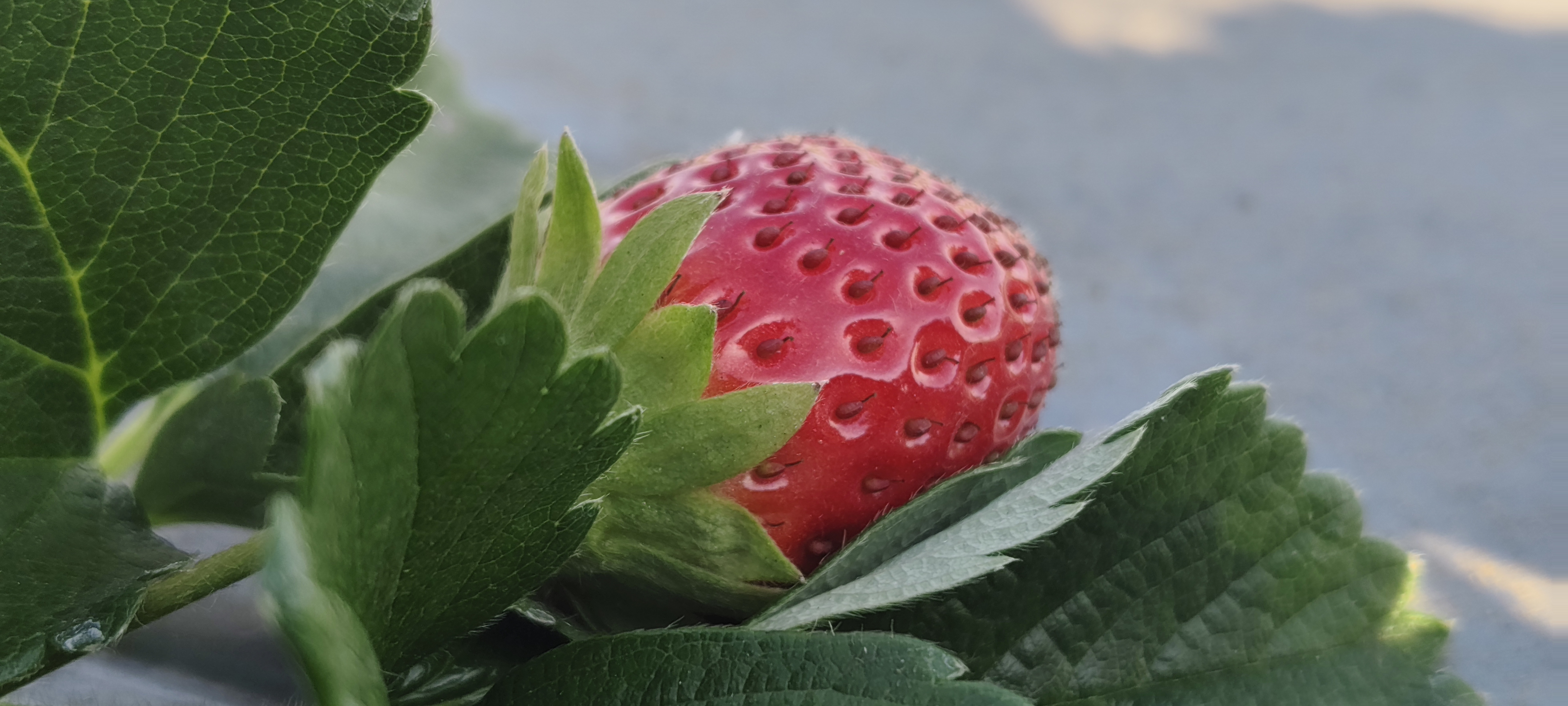 CHHINDWARA STRAWBERRY CULTIVATION