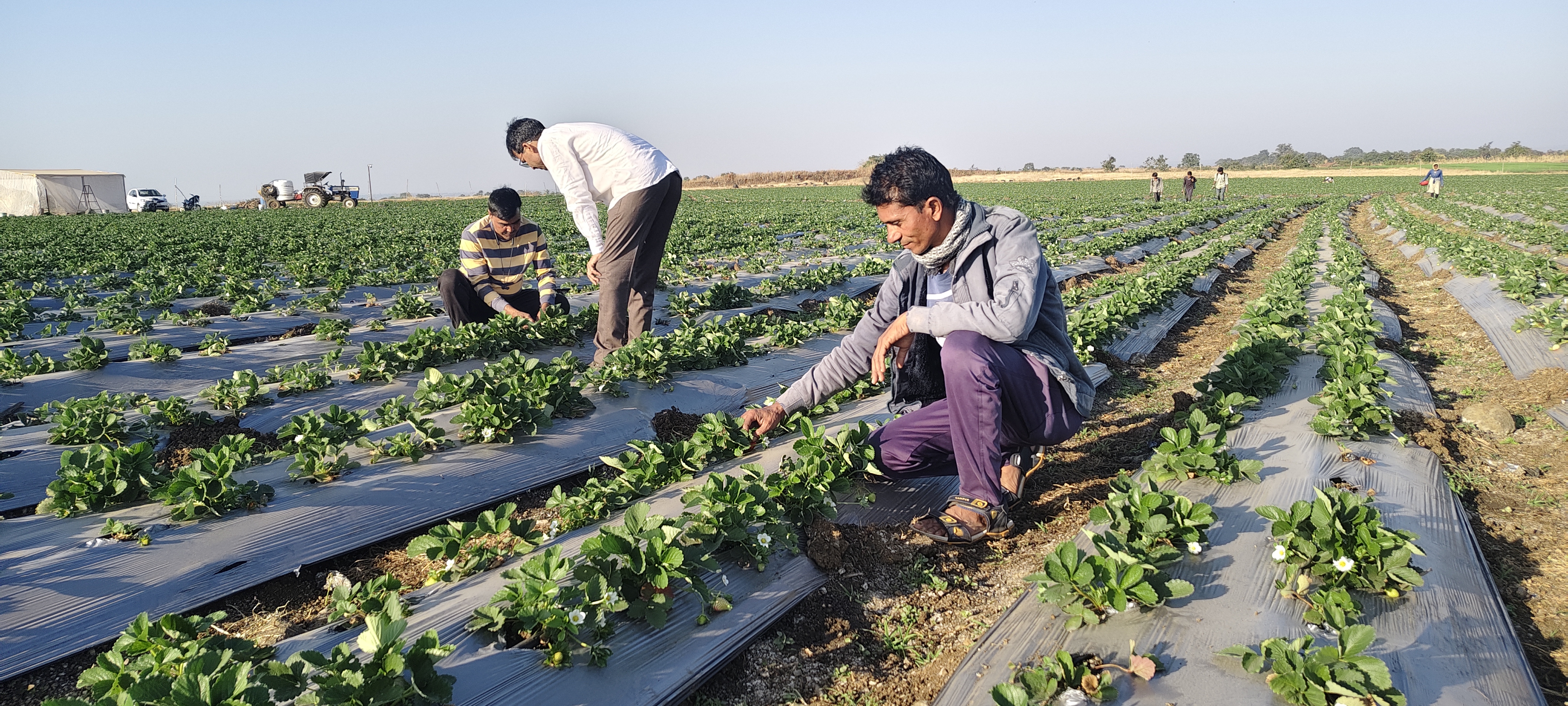 Farmer Kailash Pawar 6 Lakh Profit