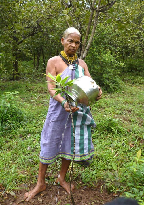 encyclopedia-of-forest-padma-shri-awardee-tulasi-gowda-profile