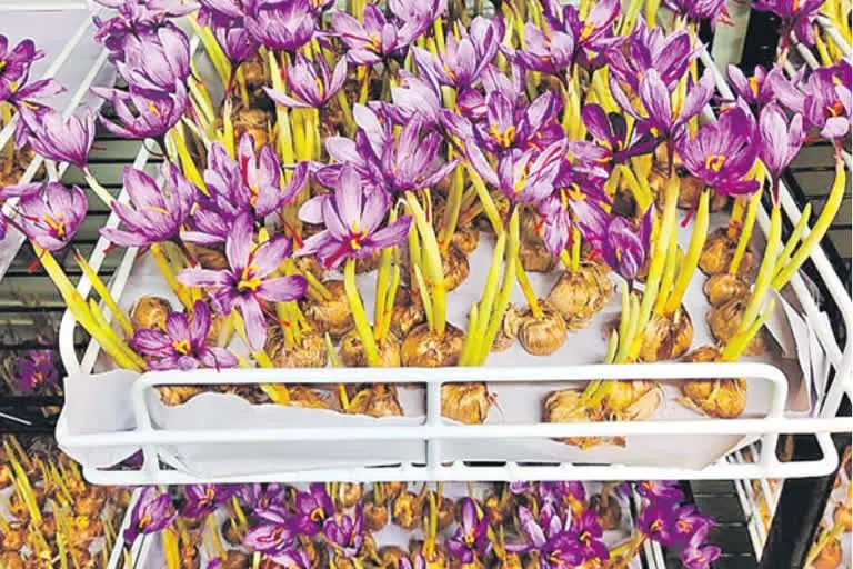 Youth's unique effort to grown saffron in container