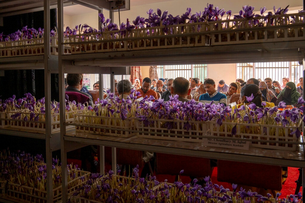 Youth's unique effort to grown saffron in container