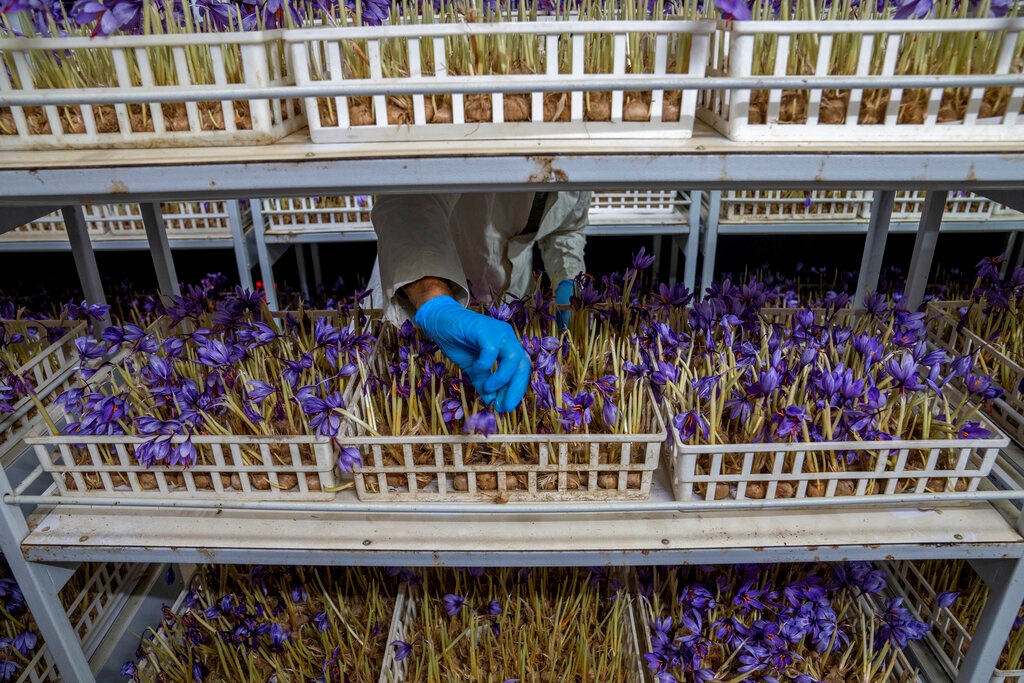 saffron in container