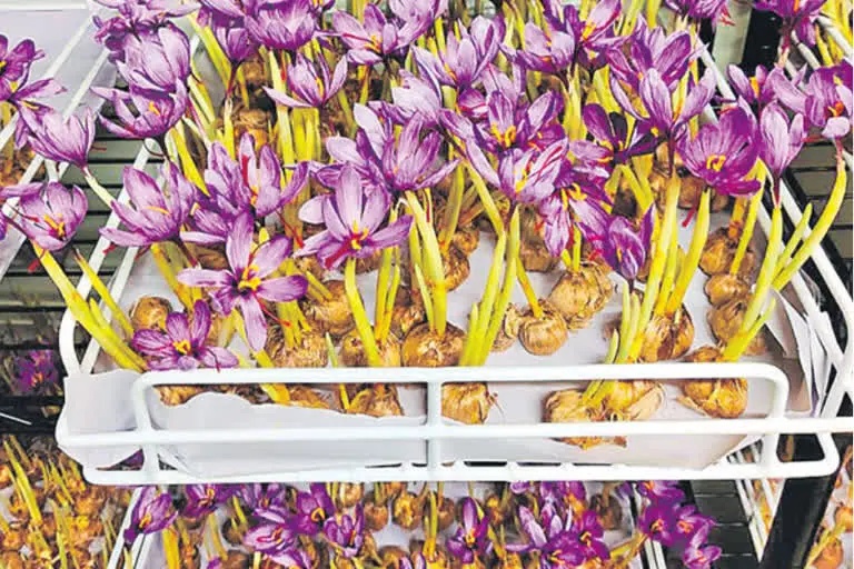 saffron in container