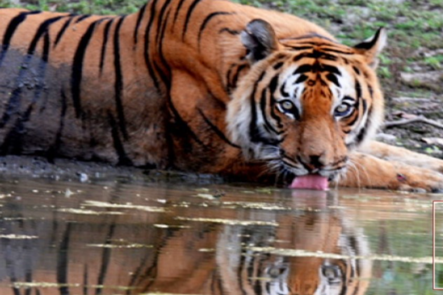 Pilibhit Tiger Reserve