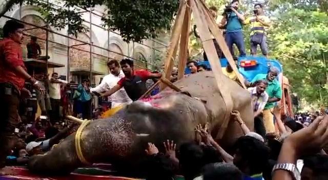 Puducherry temple elephant collapses and dies