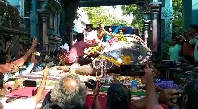 Puducherry temple elephant collapses and dies