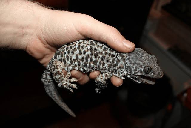 5-persons-arrested-for-smuggling-tokay-gecko-lizard-in-bihar