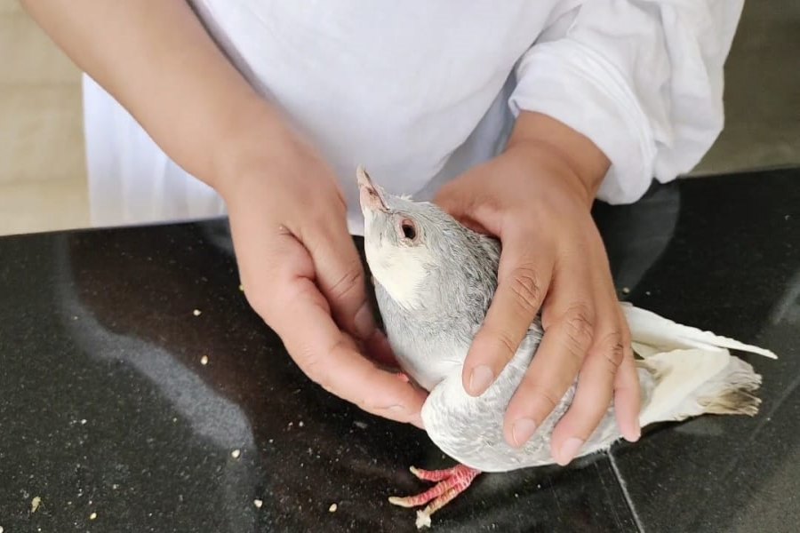 free treatment of birds