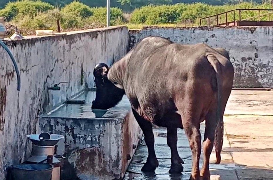 Scientifically Dairy Display Unit Established in Nahan