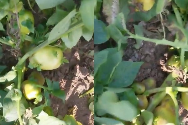 potato growing above ground