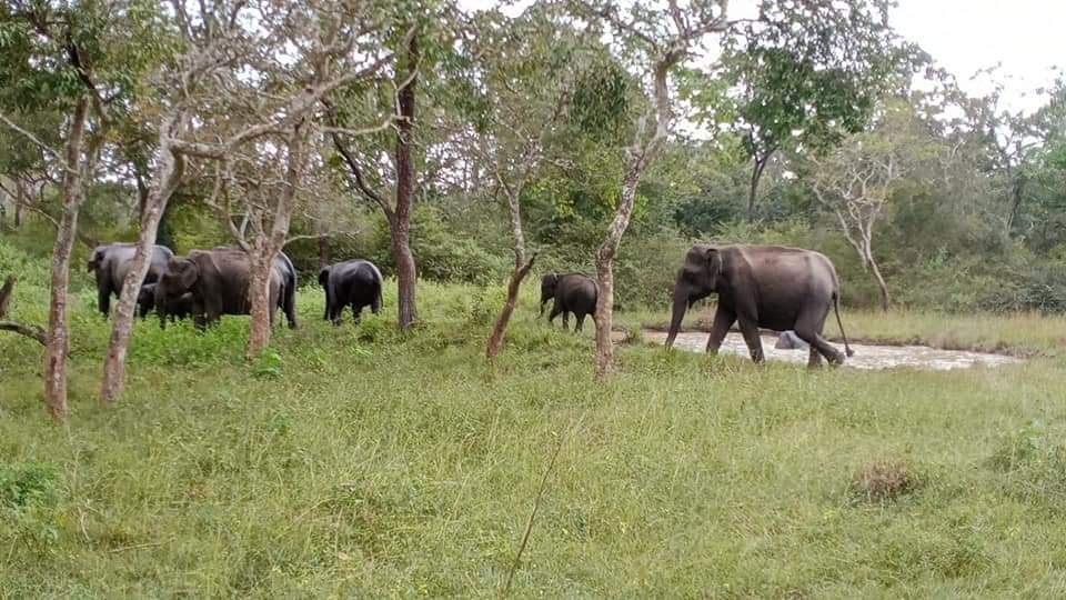 bandhavgarh wild elephants attack