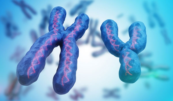 the male chromosome ends an alternative system