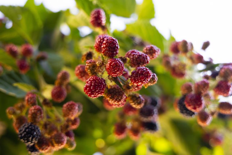 mulberry fruits