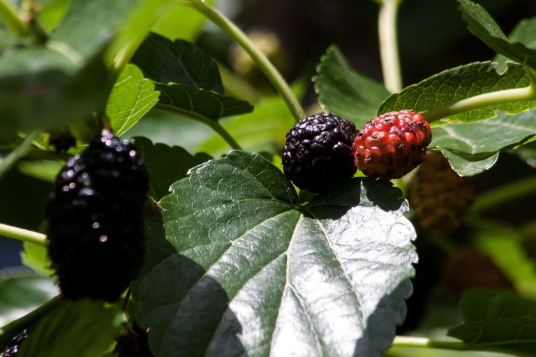 mulberry fruits