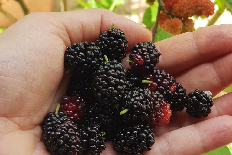 Benefits of Eating Mulberry