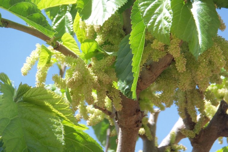 Benefits of Eating Mulberry