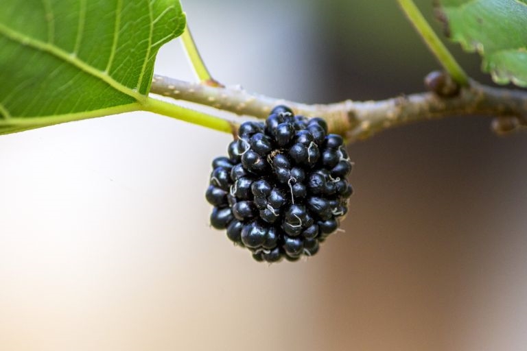 Benefits of Eating Mulberry