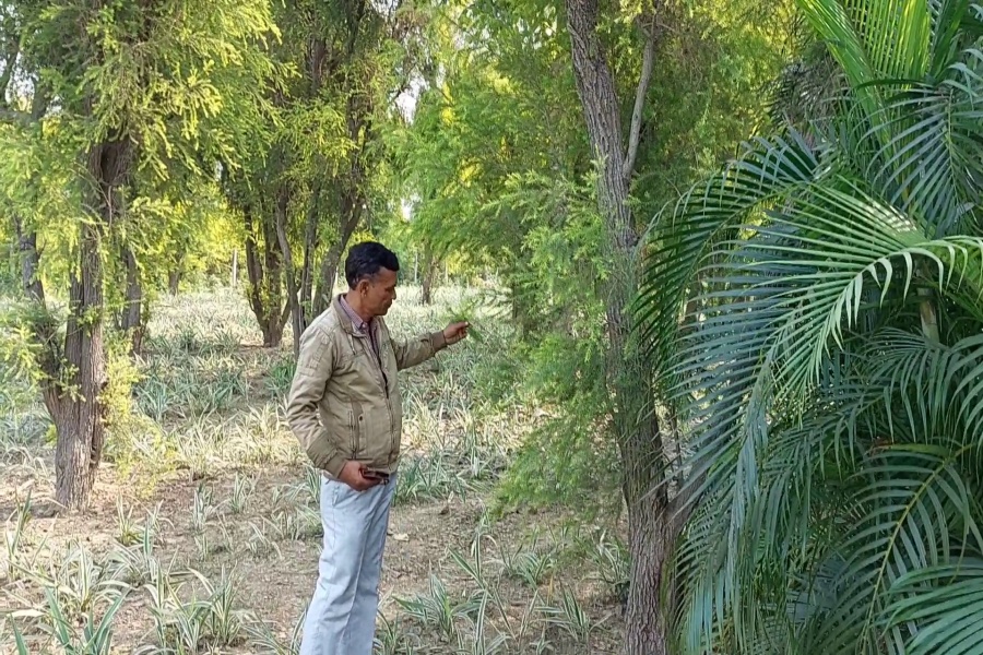 floriculture-and-ornamental-plant-cultivation-in-faridabad