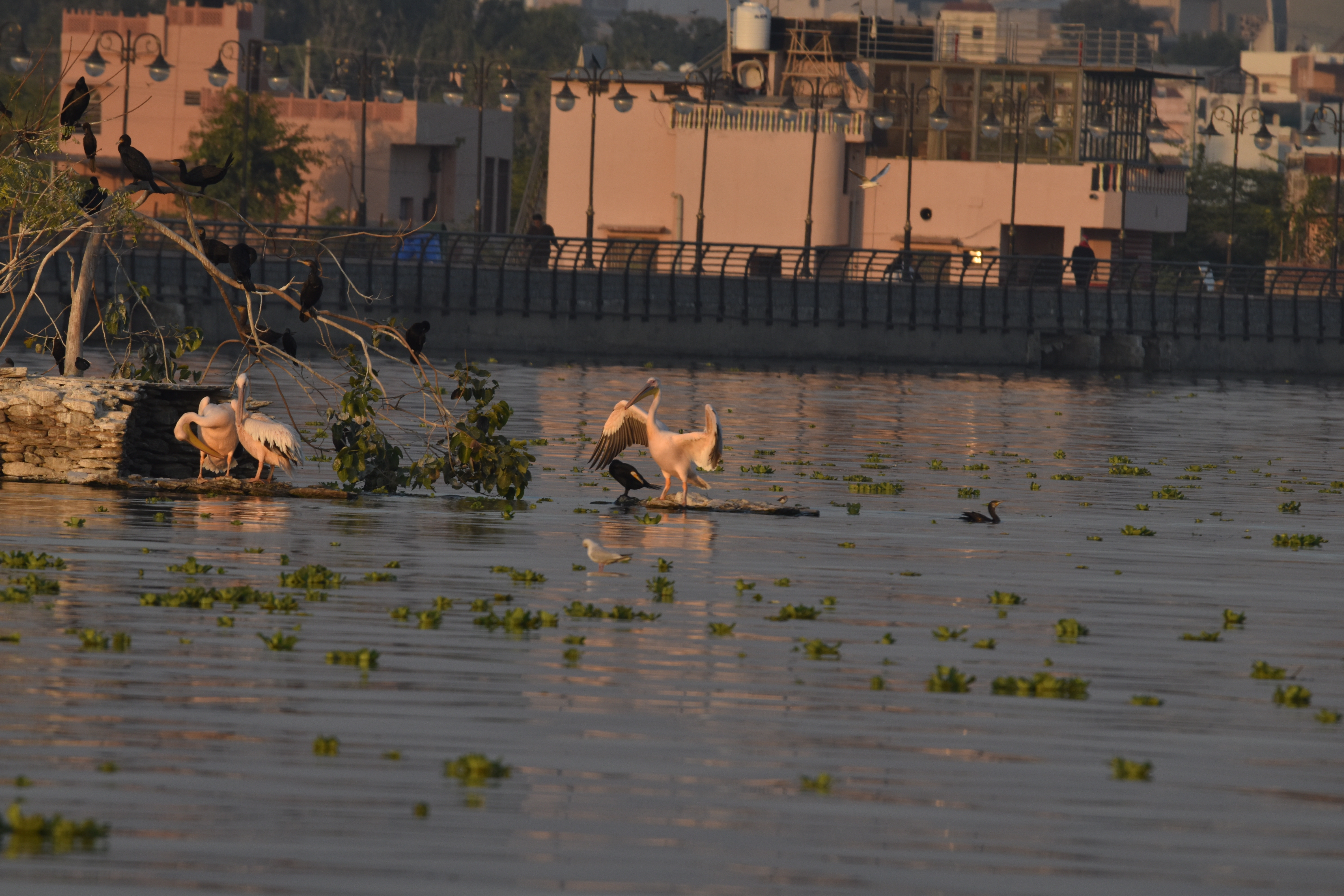 Birds not seen in Anasagar lake