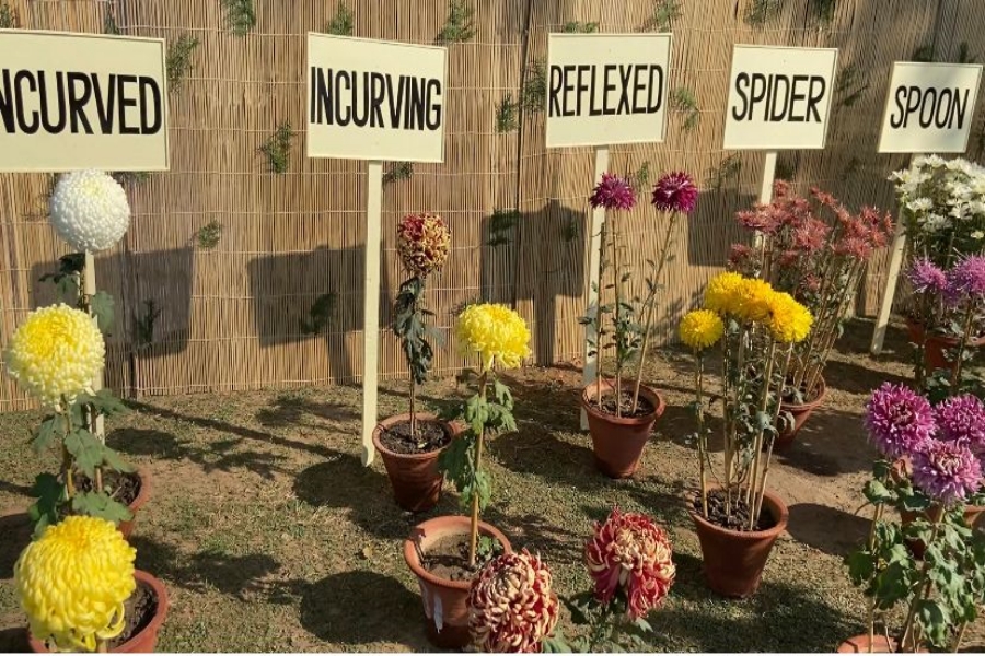 गुलदाउदी शो में 270 से अधिक फूलों की प्रदर्शनी