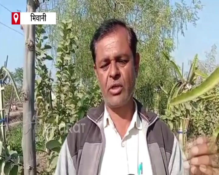 Dragon fruit cultivation in Haryana