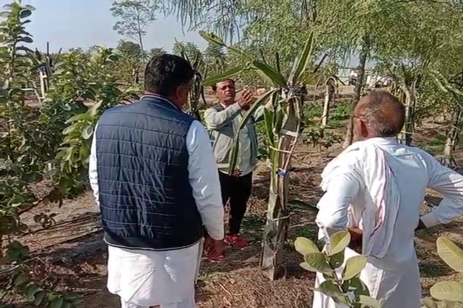 Dragon fruit cultivation in Haryana