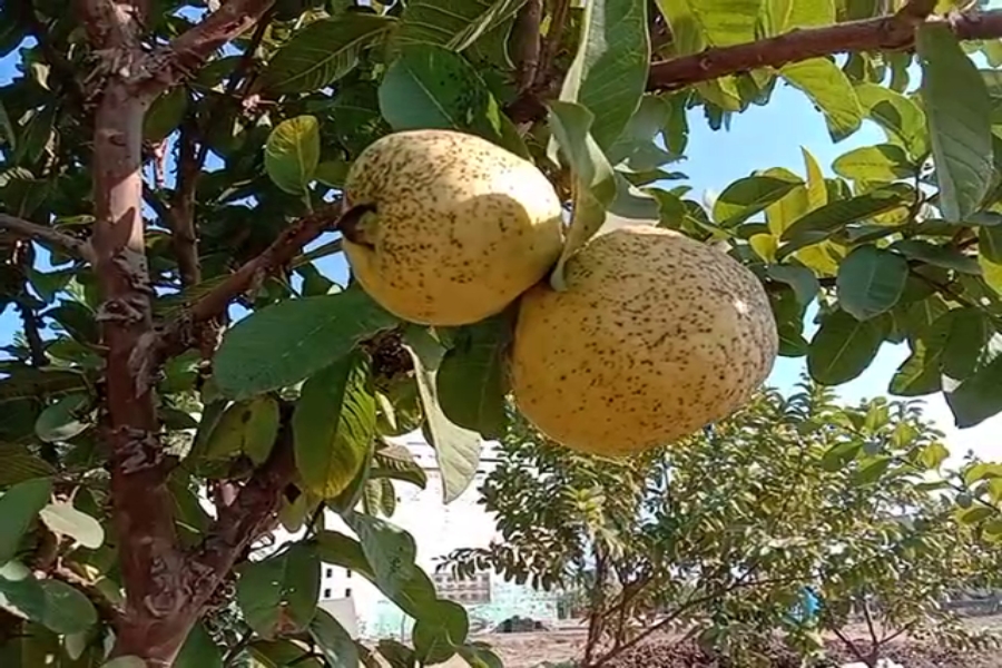 Dragon fruit cultivation in Haryana