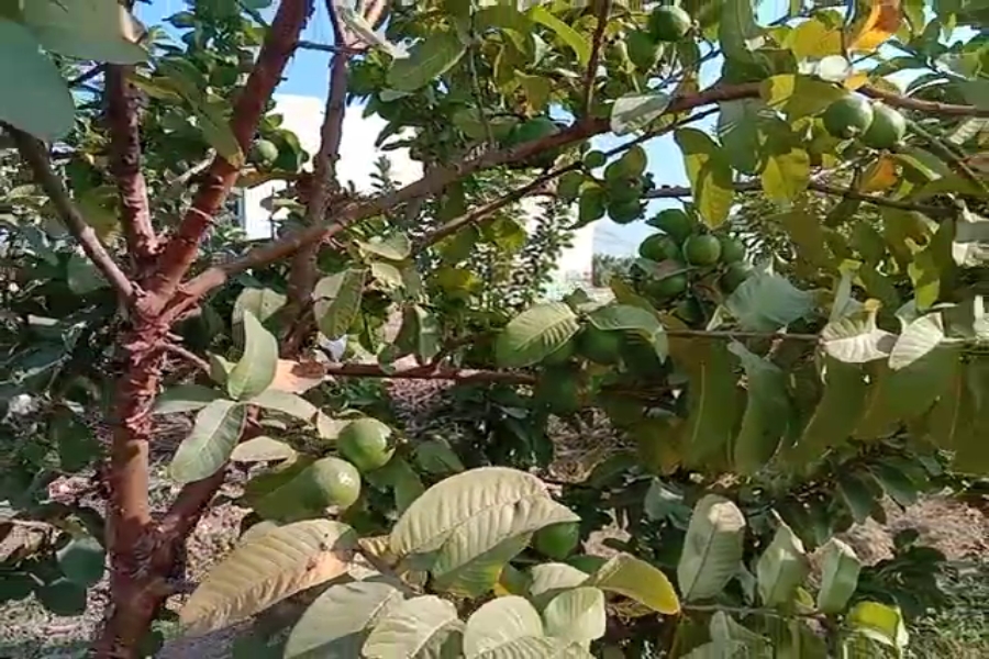 Dragon fruit cultivation in Haryana