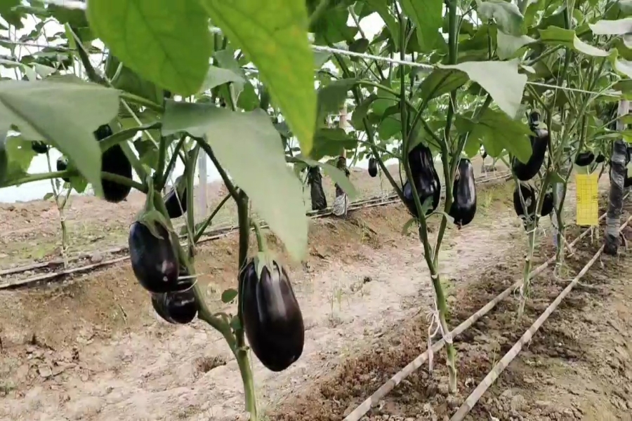 seedless brinjal Production in Karnal