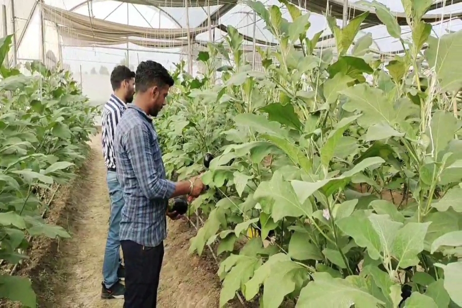 seedless brinjal Production in Karnal