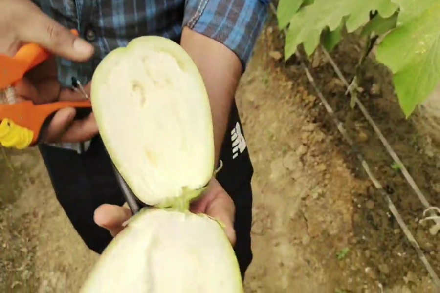 seedless brinjal Production in Karnal