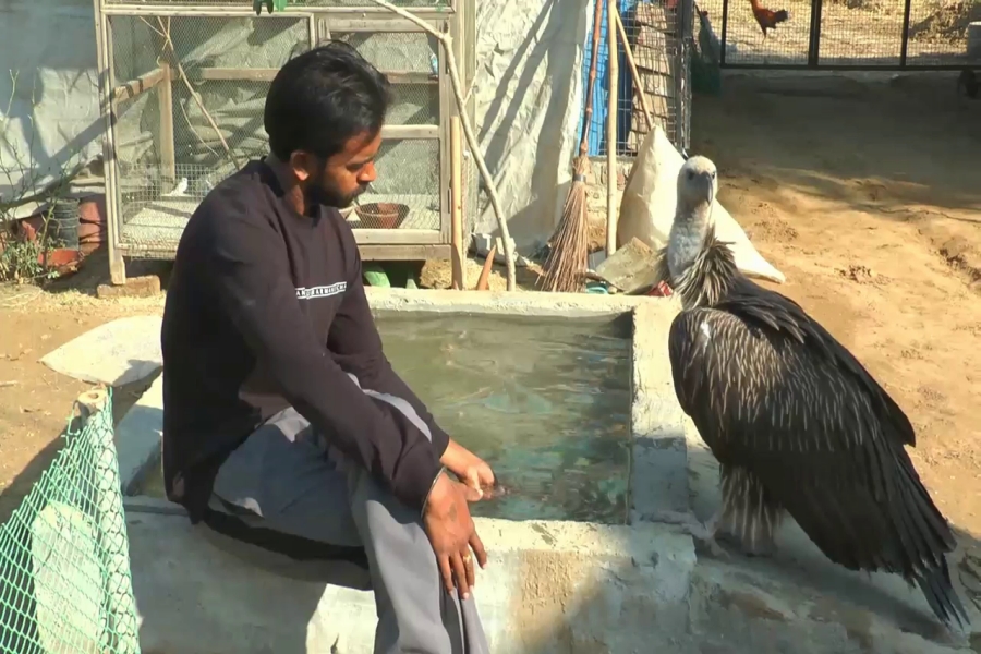 Himalayan griffith vulture