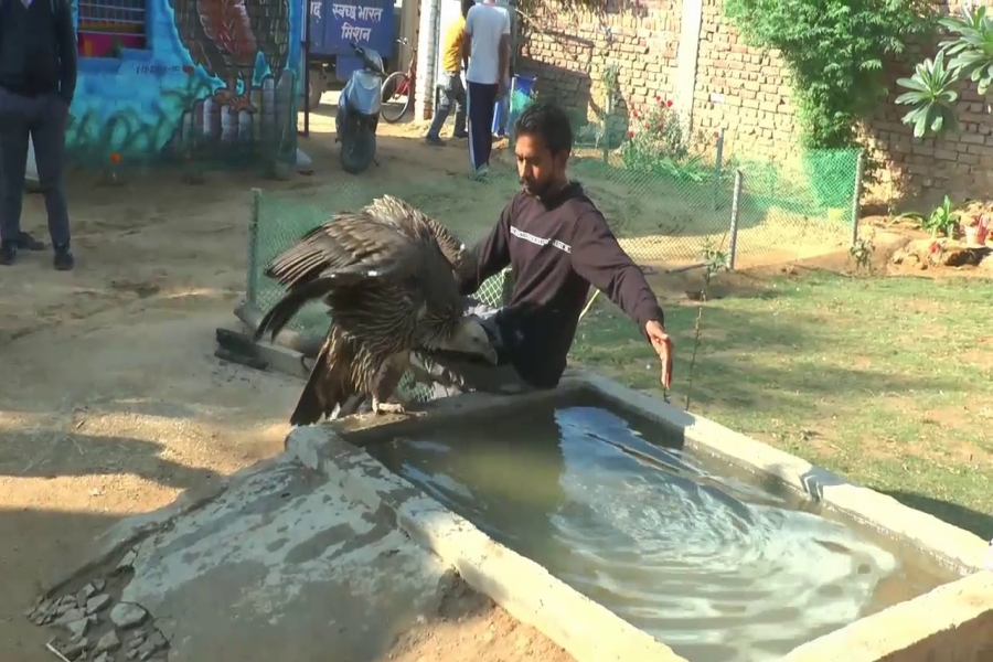 Himalayan griffith vulture