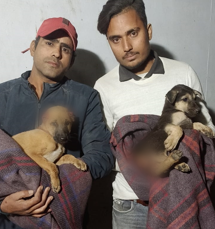 drunkards-cut-off-ears-and-tails-of-puppies-in-bareilly