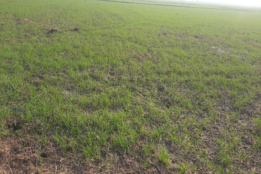 weeds in wheat field