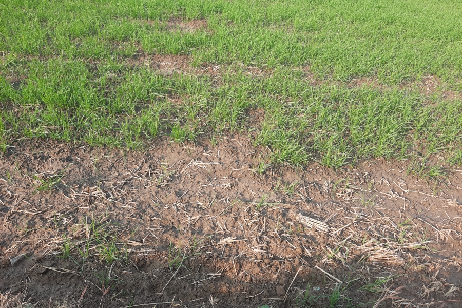 weeds in wheat field