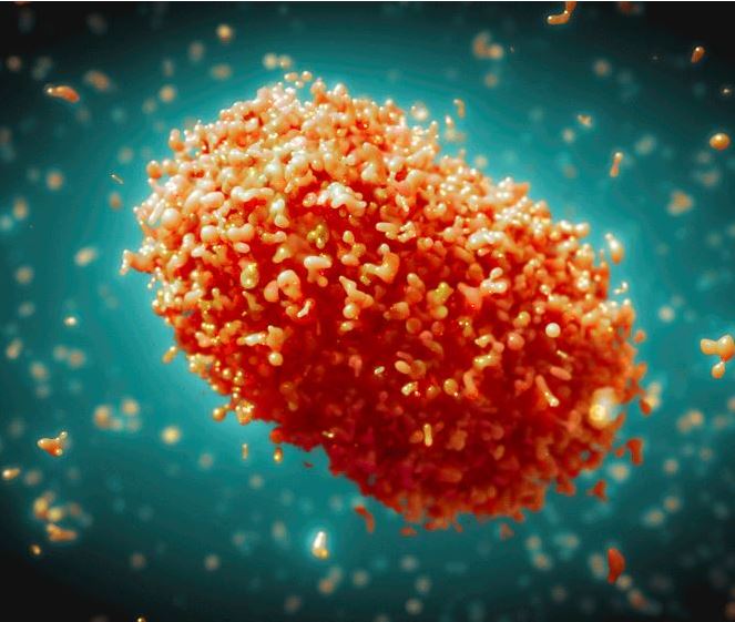 Mpox અપડેટ: વાયરસનું નવું સ્વરૂપ મનુષ્યો માટે બની શકે છે ઘાતક