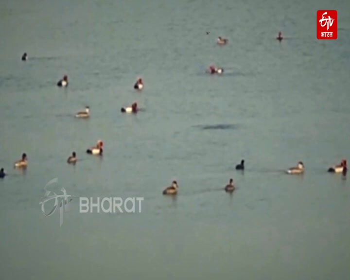 siberian bird in yamunanagar