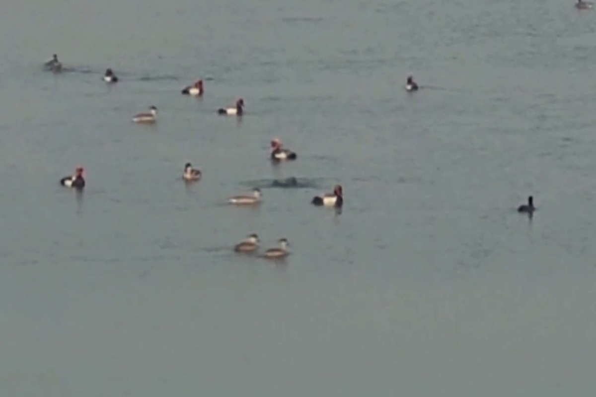 siberian bird in yamunanagar