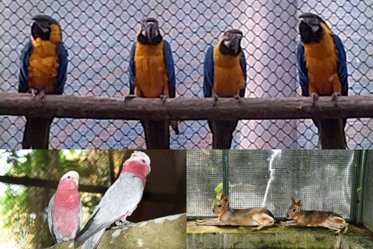 New animals and birds brought to Pilikula Zoo from Green Zoo, Gujarat