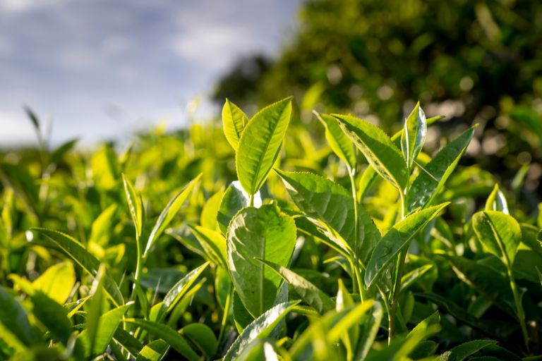 Green tea protection for air filters