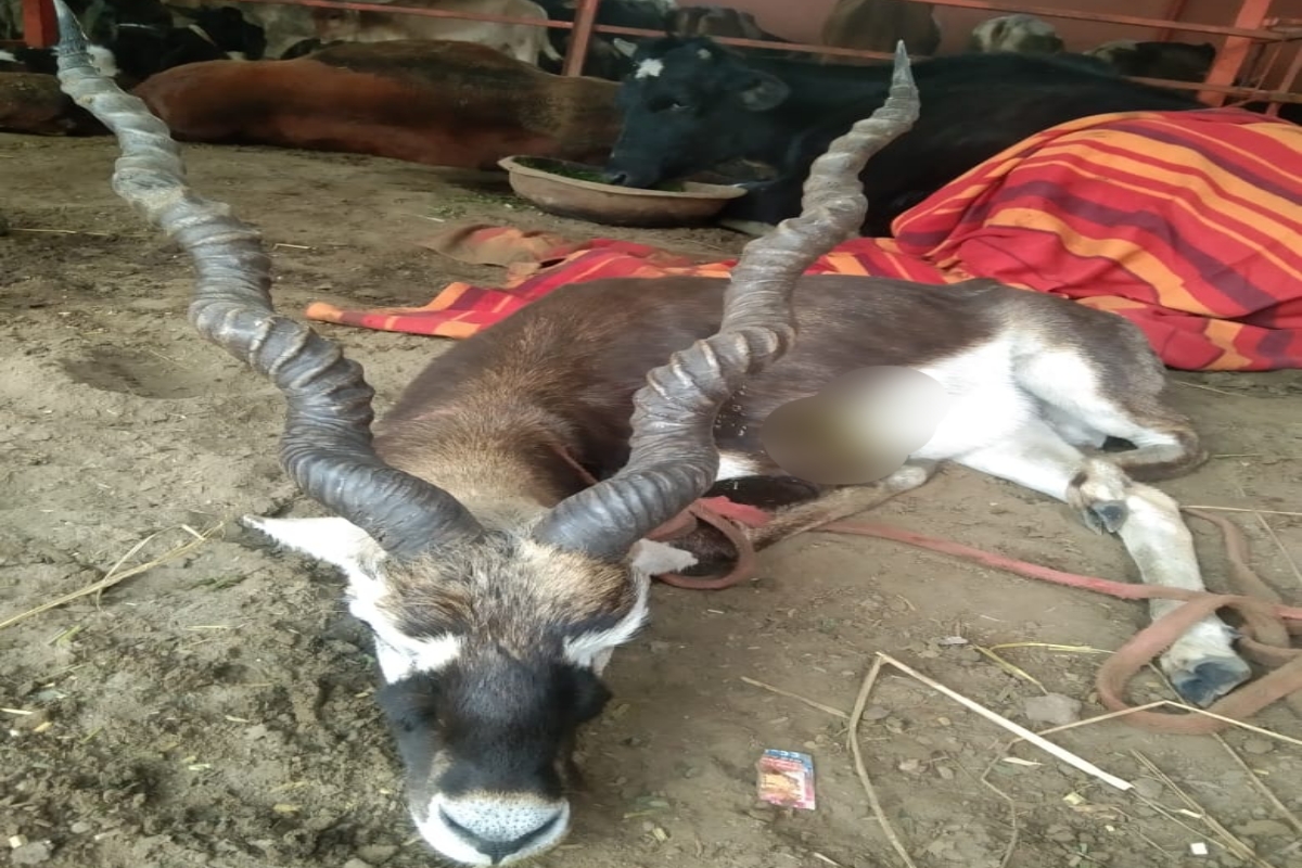 Dog attack on blackbuck in Panipat