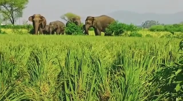 Villagers troubled by the terror of elephants