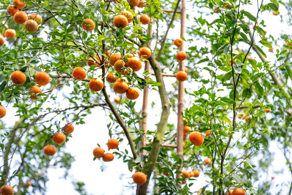 seasonal fruits