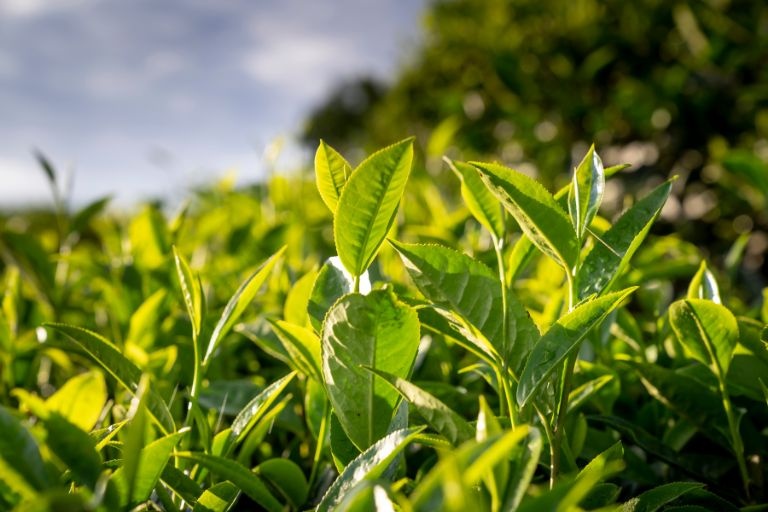 Green Tea News